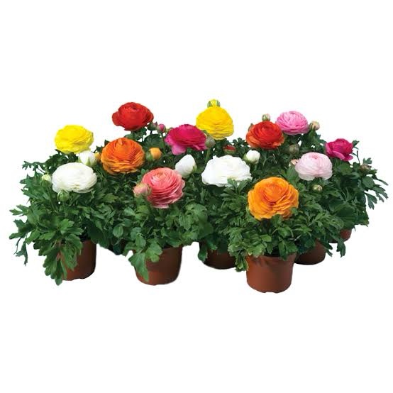 Ranunculus Magic Mix Pack of 1000 Seeds F1 Imported - Image 2
