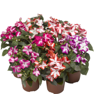 Impatiens Accent Star Mix Pack of 1000 Seeds