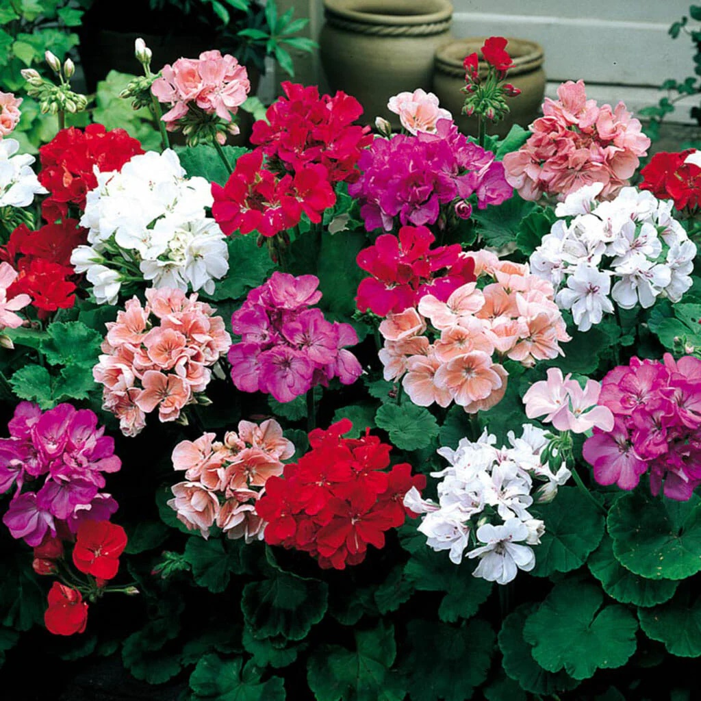 Geranium Maverick Pack of 1000 Seeds F1 Imported - Image 2