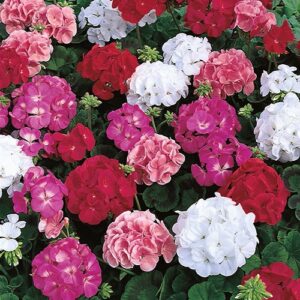 Geranium Maverick Pack of 1000 Seeds F1 Imported