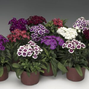 Dianthus Barbrini Mix Pack of 1000 Seeds Imported