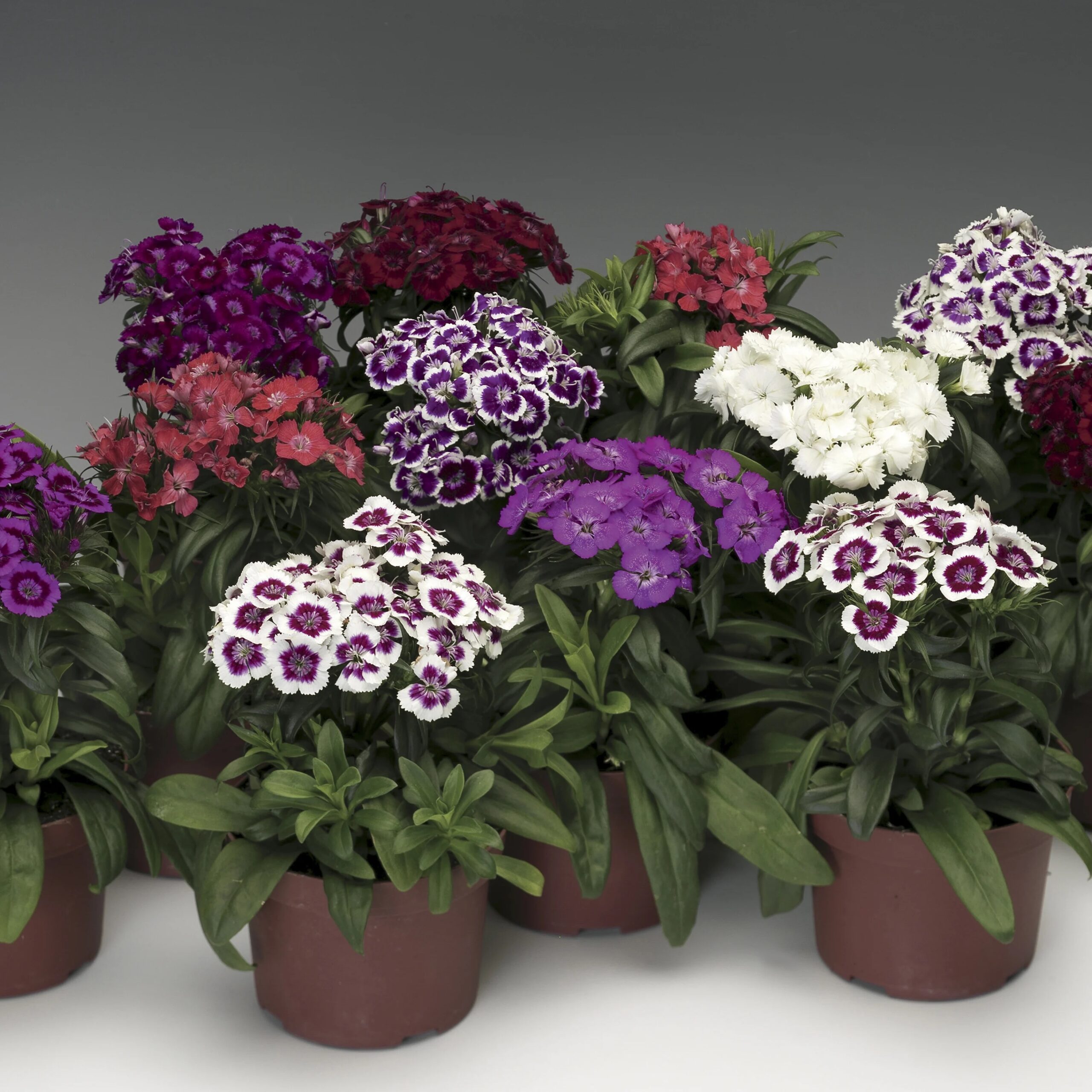 Dianthus Barbrini Mix Pack of 1000 Seeds Imported