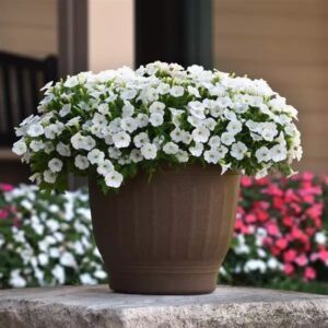 Petunia Shock Wave White Pack Of 100 Seeds F1 Imported