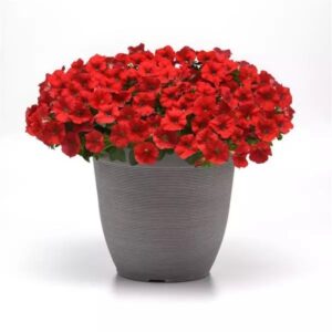 Petunia Shock Wave Red Pack Of 100 Seeds F1 Imported