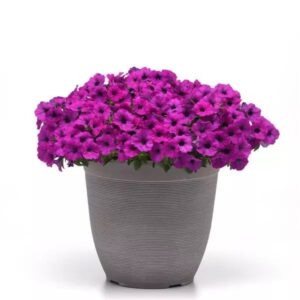 Petunia Shock Wave Violet Pack Of 100 Seeds F1 Imported