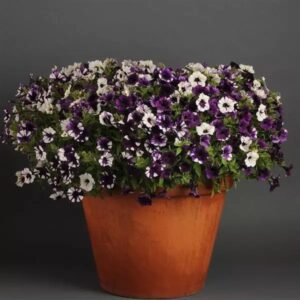 Petunia Shock Wave Tie Dye Pack Of 100 Seeds F1 Imported
