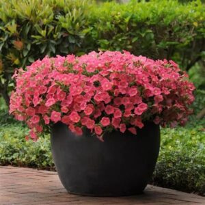 Petunia Shock Wave Coral Crush Pack Of 100 Seeds F1 Imported