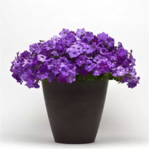 Petunia Shock Wave Denim Pack Of 100 Seeds F1 Imported