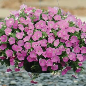 Petunia Shock Wave Rose Pack Of 100 Seeds F1 Imported
