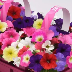 Petunia E3 Easy Wave Mix Pack Of 100 Seeds F1 Imported