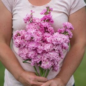 Stock Iron Pink Pack Of 1000 Seeds Imported