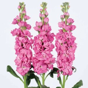 Stock Iron Deep Pink Pack Of 1000 Seeds Imported
