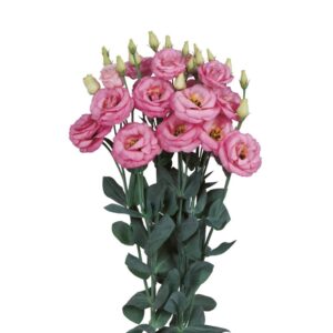 Lisianthus Rosita 3 Pink Pack Of 1000 Seeds F1 Imported
