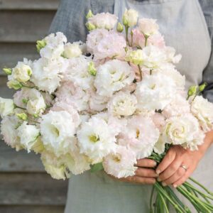 Lisianthus Voyage 2 First Love Pack Of 1000 Seeds F1 Imported
