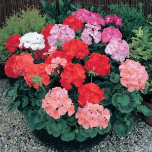 Geranium Dancer Mix Pack Of 1000 Seeds F1 Imported