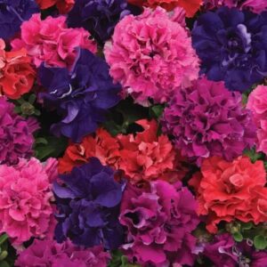 Petunia Double Cascade Bold Mixture Pack Of 1000 Seeds Imported