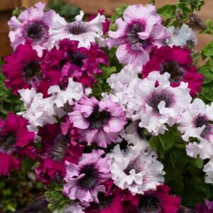 Petunia Richy Curling Mix Pack Of 40 Seeds F1 Imported