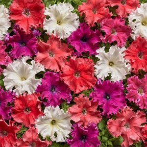 Petunia Kia mix Pack Of 25-30 Seeds F1 Imported