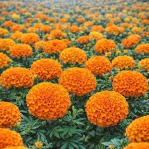 Marigold Angel Orange Pack Of 25 Seeds F1 Imported