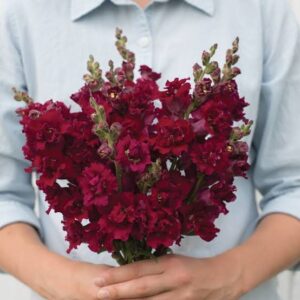 Antirrhinum Madame Butterfly Red  pack of 25-30 Seeds Imported