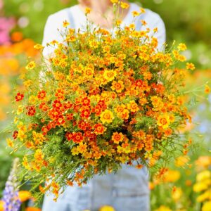 French Marigold Starfire Mix Pack Of 25-30 Seeds Imported
