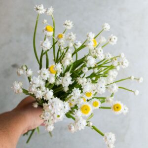 Ammobium Alata White Pack Of 25-30 Seeds F2 Desi