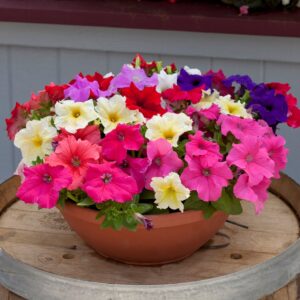 Petunia Prism Mix Pack Of 40-50 Seeds F1 Imported