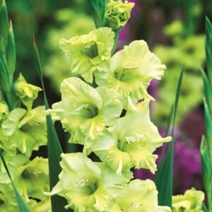 Gladioulus Kio Pack Of 5 Bulbs Imported