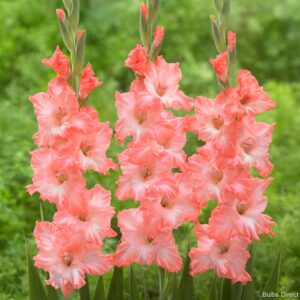 Gladioulus Flavo Fusion Pack Of 5 Bulbs Imported