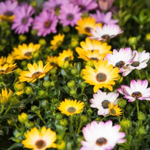 Osteospermum Sundown Mix Pack Of 20 Seeds F1 Imported