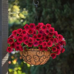Petunia Bello Burgundy Red Pack of 50 Seeds F1 Imported
