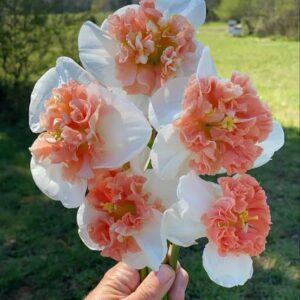 Daffodil Fire Drill Pack Of 2 Bulbs Imported