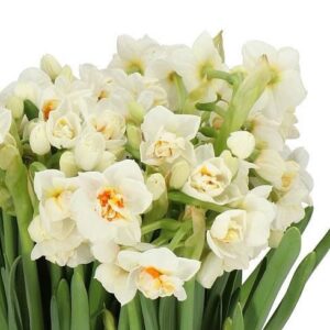 Daffodil Abba Pack Of 2 Bulbs Imported