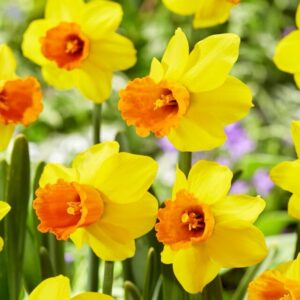 Daffodil Jetfire Pack Of 2 Bulbs Imported