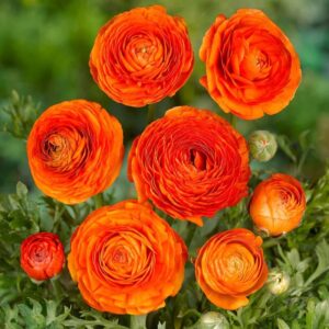 Ranunculus Orange Pack Of 3 Bulbs Imported