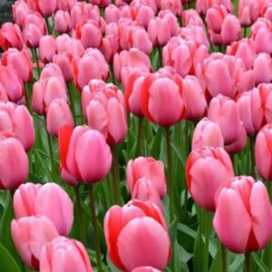 Tulip Big Love Pack Of 1 Bulb