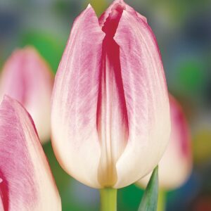 Tulip First Class Pack Of 1 Bulb Imported