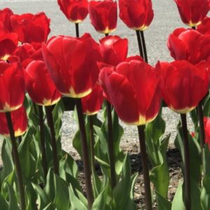 Tulip Foster King Pack Of 1 Bulb Imported