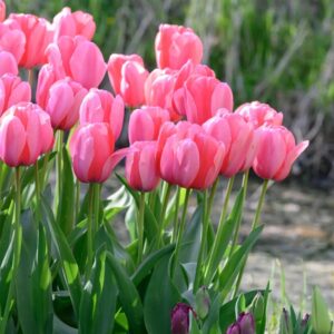 Tulip Pink Impression Pack Of 1 Bulb