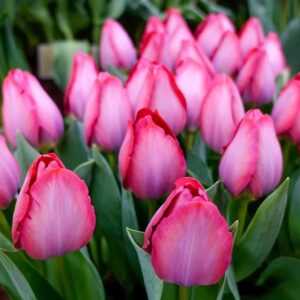 Tulip Pink Sound Pack Of 1 Bulb Imported