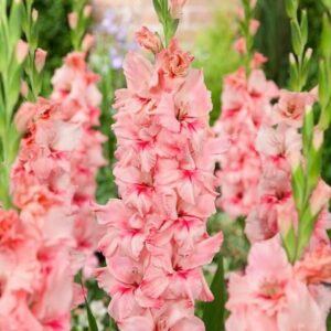 Gladioulus Adrenlin Pack Of 5 Bulbs Imported