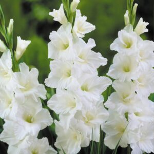 Gladioulus Amsterdam Pack Of 5 Bulbs Imported