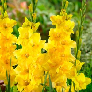 Gladioulus Bananarama Pack Of 5 Bulbs Imported