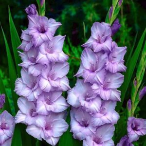 Gladioulus Blauw Pack Of 5 Bulbs Imported