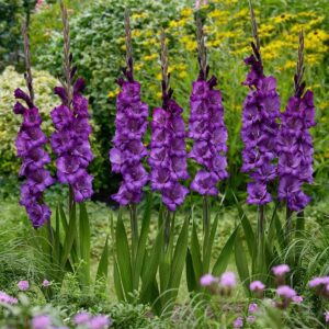 Gladioulus Cookie Pack Of 5 Bulbs Imported