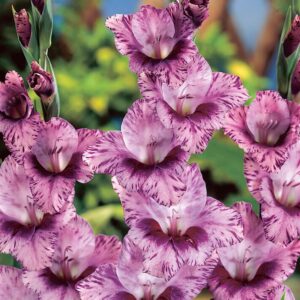 Gladioulus Passos Pack Of 5 Bulbs Imported