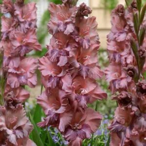 Gladioulus Tiramisu Pack Of 5 Bulbs Imported