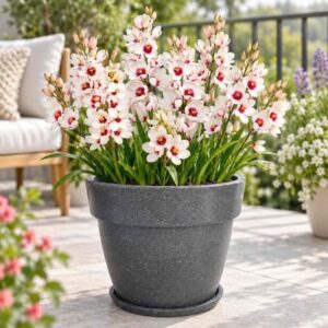 Ixia Spotlight Pack Of 5 Bulbs Imported